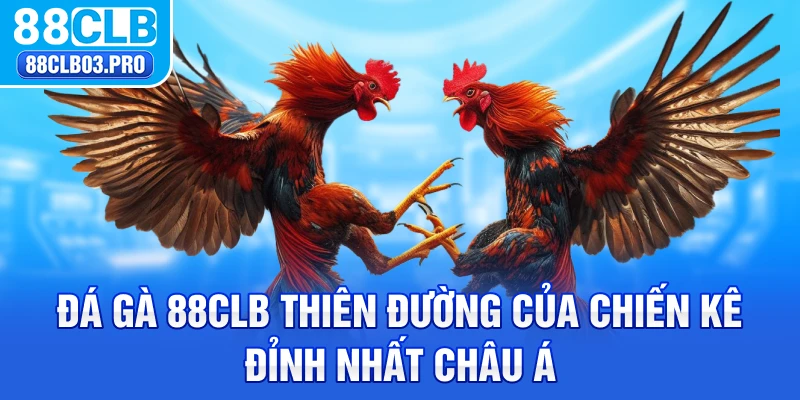 Đá gà 88CLB là thiên thường chiến kê