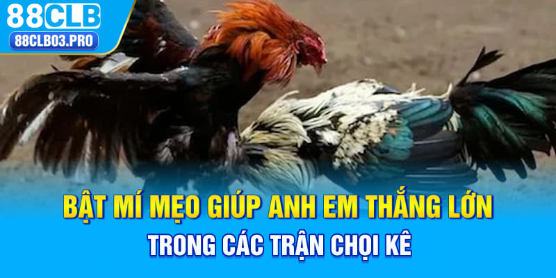 Bật mí mẹo giúp anh em thắng lớn trong các trận chọi kê