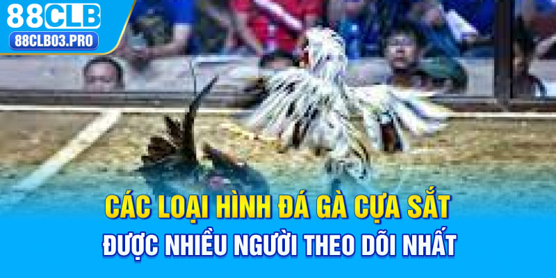 Các loại hình đá gà cựa sắt được nhiều người theo dõi nhất