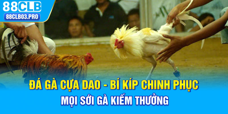 Đá Gà Cựa Dao - Bí Kíp Chinh Phục Mọi Sới Gà Kiếm Thưởng