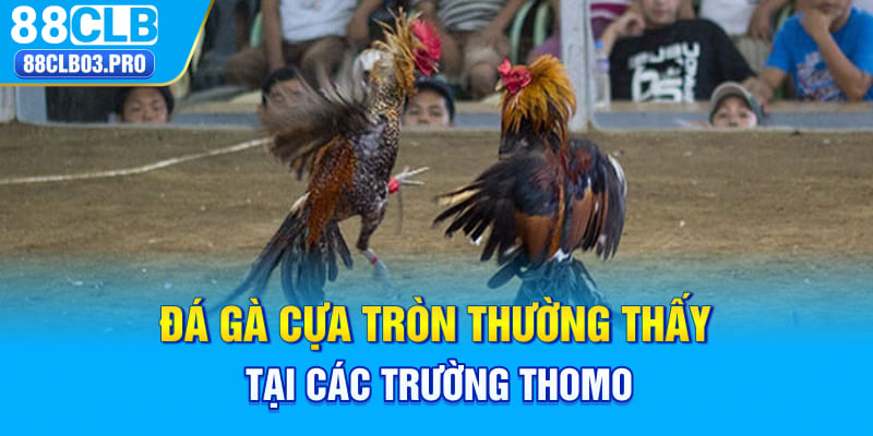 Đá gà cựa tròn thường thấy tại các trường Thomo