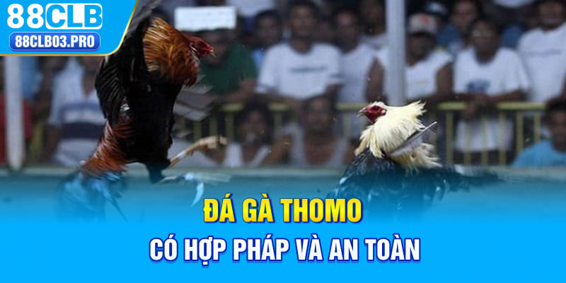 Đá gà Thomo có hợp pháp và an toàn