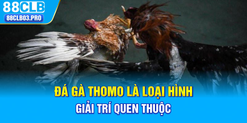 Đá gà Thomo là loại hình giải trí quen thuộc