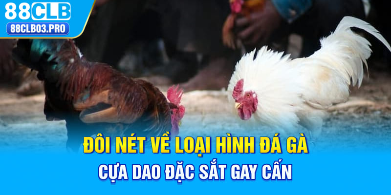 Đôi nét về loại hình đá gà cựa dao đặc sắt gay cấn