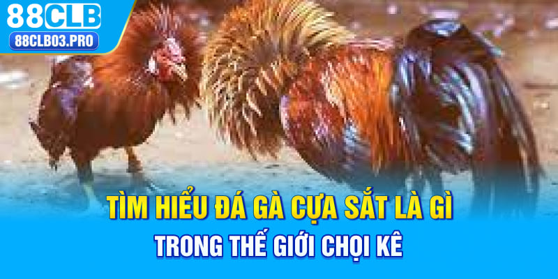 Tìm hiểu đá gà cựa sắt là gì trong thế giới chọi kê